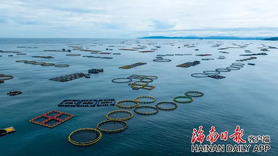 让“蓝色粮仓”更丰盈，海南有底气！