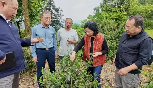 省慈善联合会赴凤冈调研：以茶会友助推茶产业高质量发展 聚力慈善赋能乡村振兴