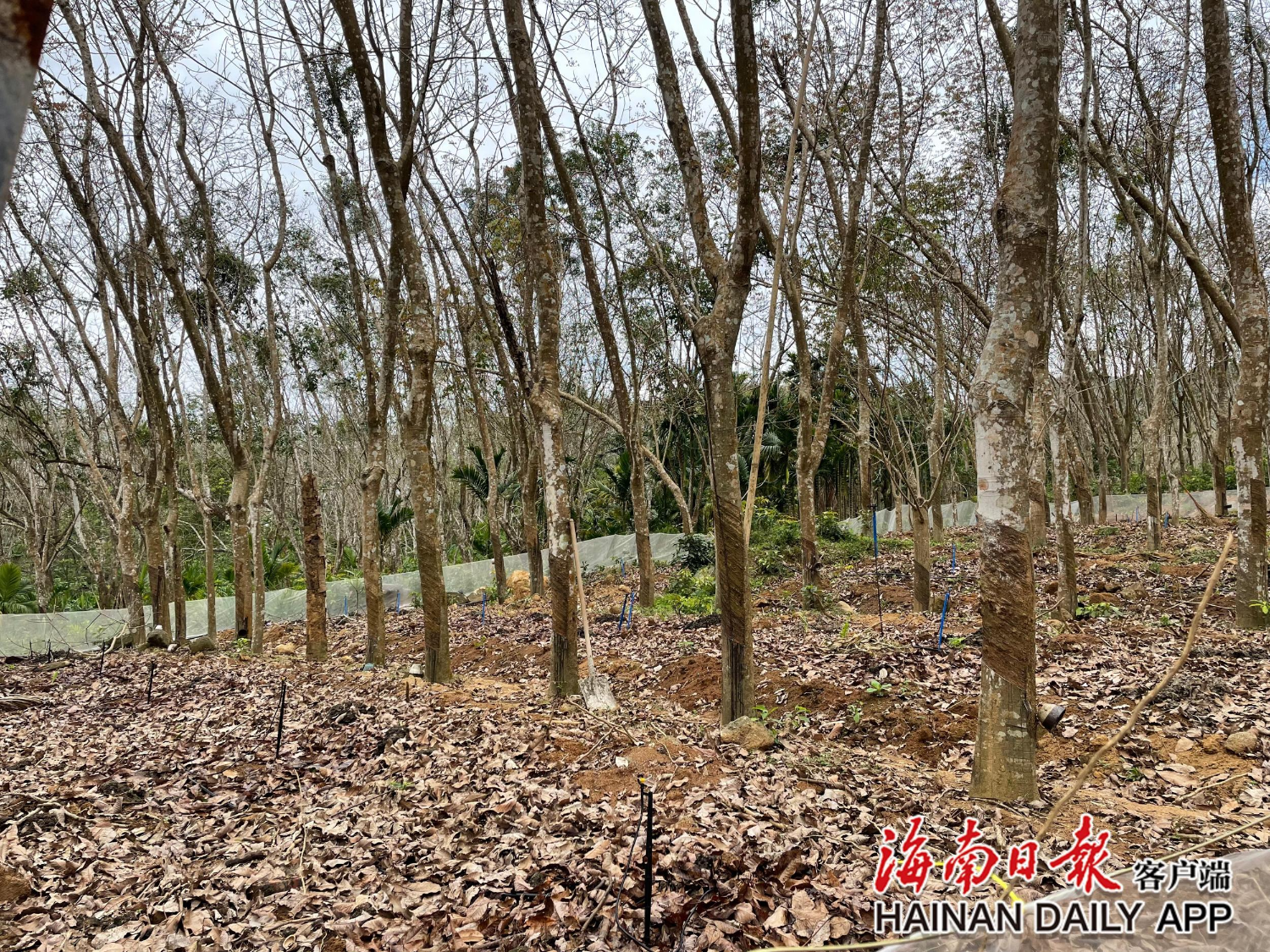 打造“琼地龙”品牌 万宁着力推进蚯蚓养殖产业