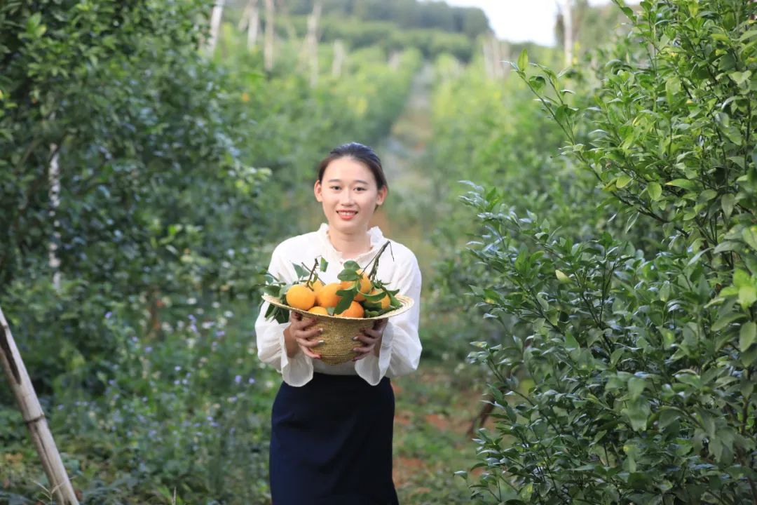 【产业】定安龙湖：沃柑丰收人欢喜