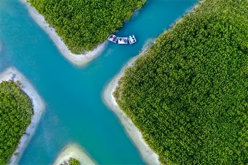 “海上绿洲”绘就生态画卷