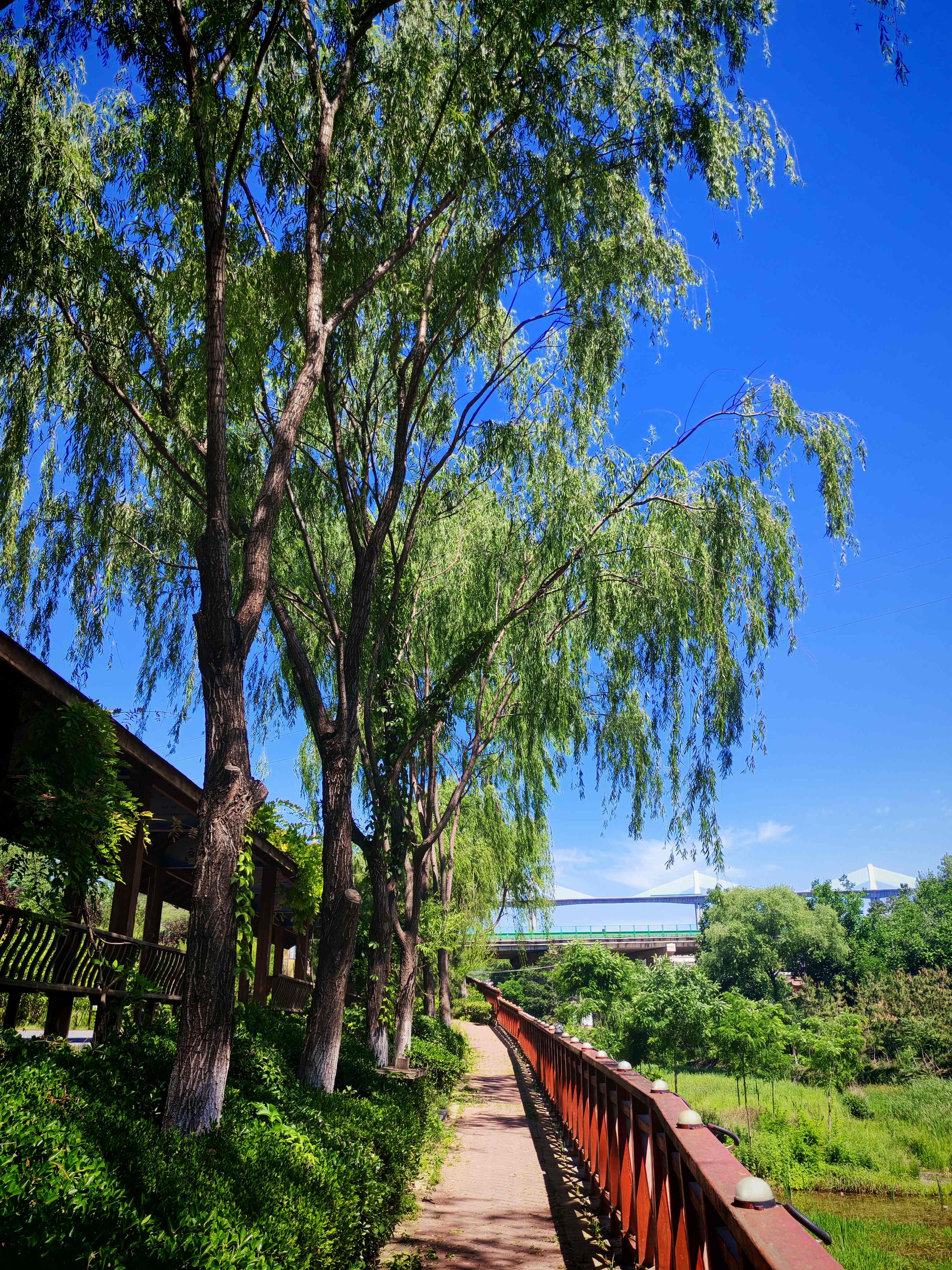 天热了，就来铜川王家河湿地公园（3）