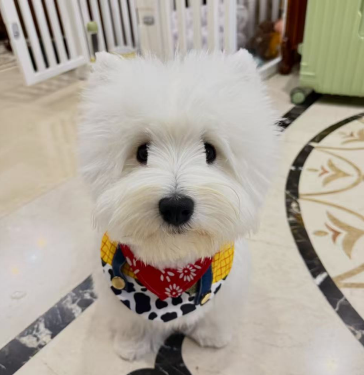 Herman赫尔曼西高地犬舍：科学繁育体系下的高品质纯种幼犬供应典范