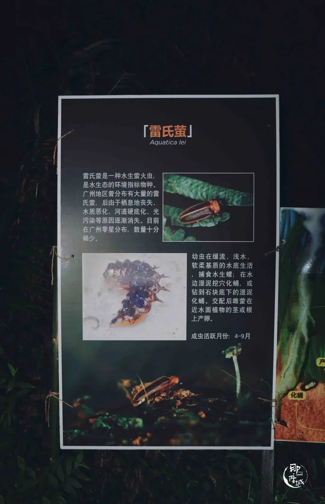 他们杀死了萤火虫？