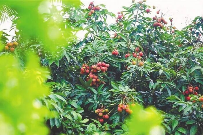 一颗冷泉荔枝的“甜蜜经济学”