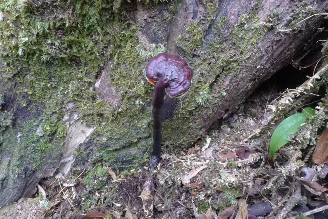 海南确定2种全球新物种 35种中国新记录种，来看看在五指山发现了啥→