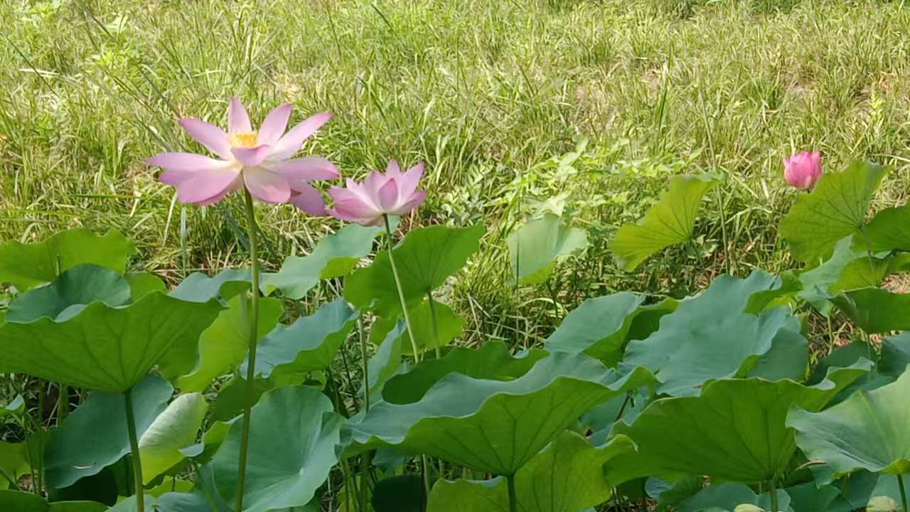 夏日美味——肉蜾隆儿