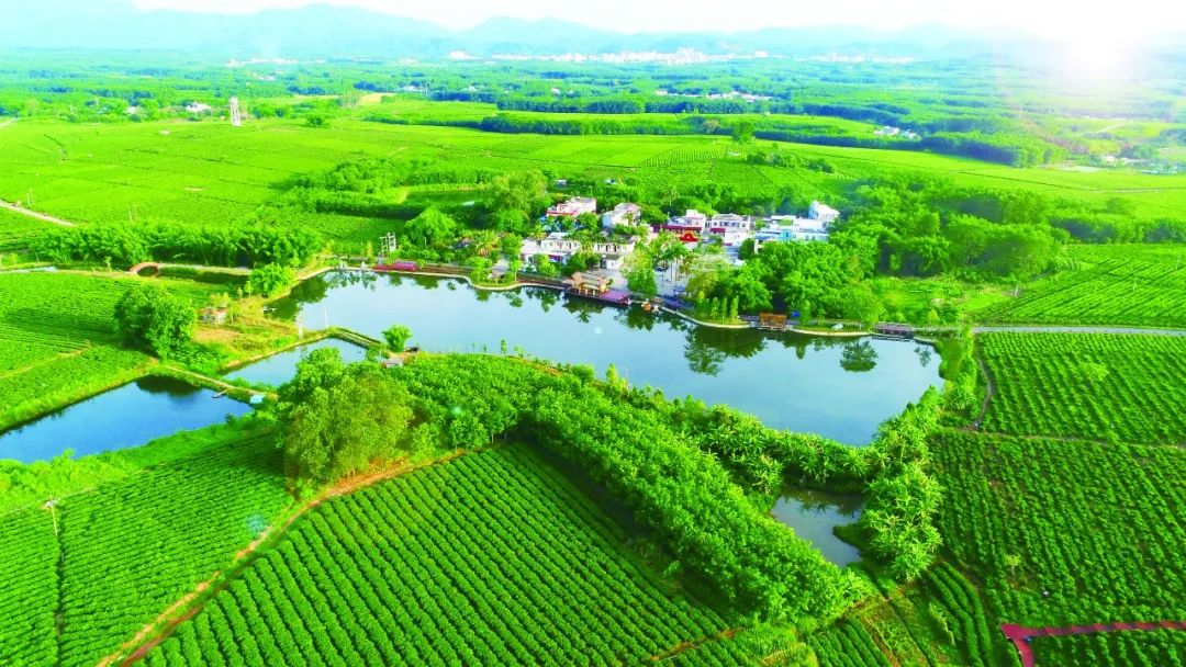 茶香飘天下——白沙与世界共品“海南雨林大叶茶”