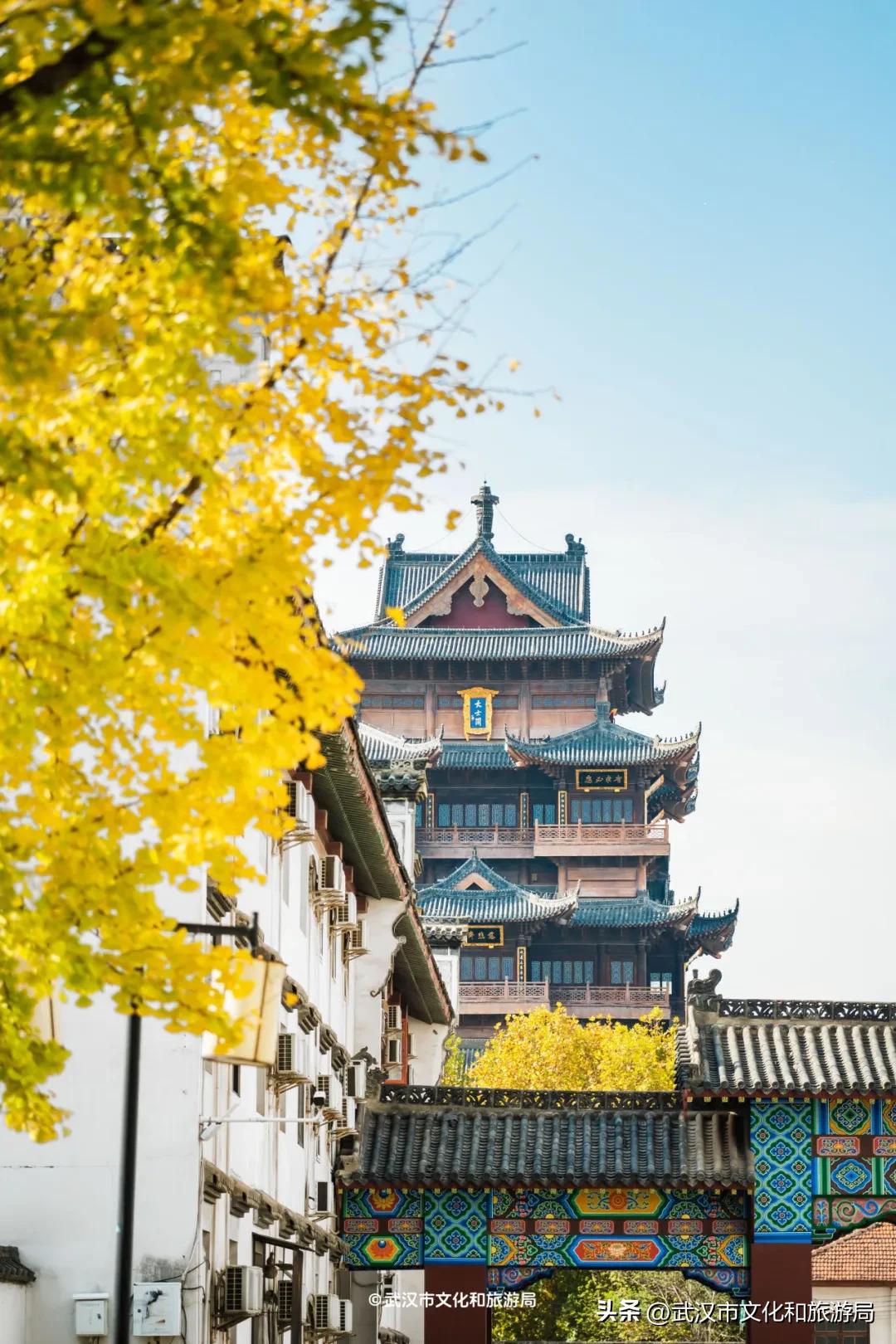 武汉江边的古银杏树，巨大巨美！