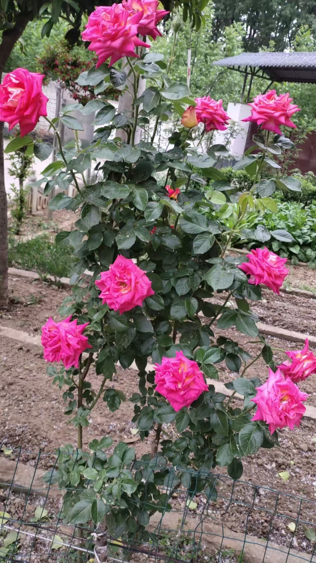 我家养的花开了