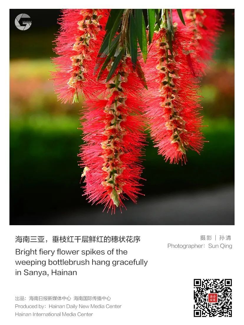 给海南的花儿，按下快门
