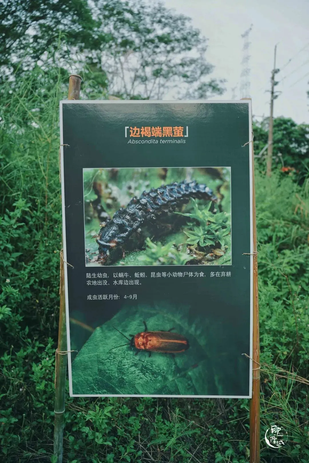 他们杀死了萤火虫？