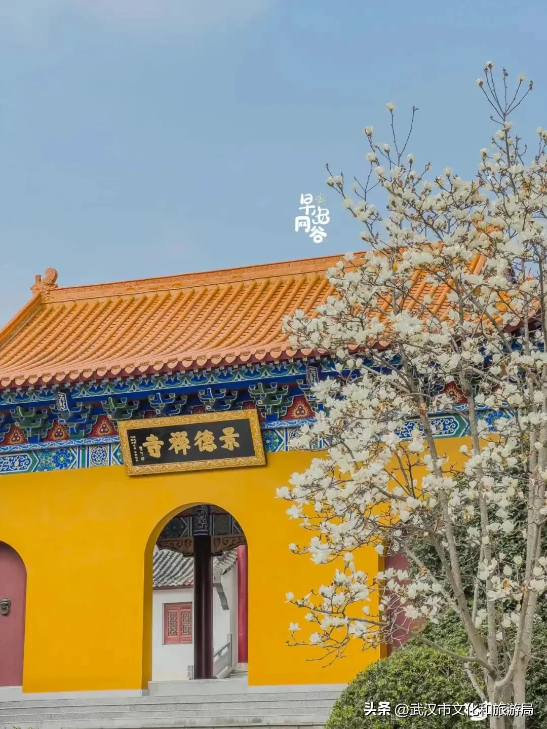 玉兰花配上古建筑，绝美！