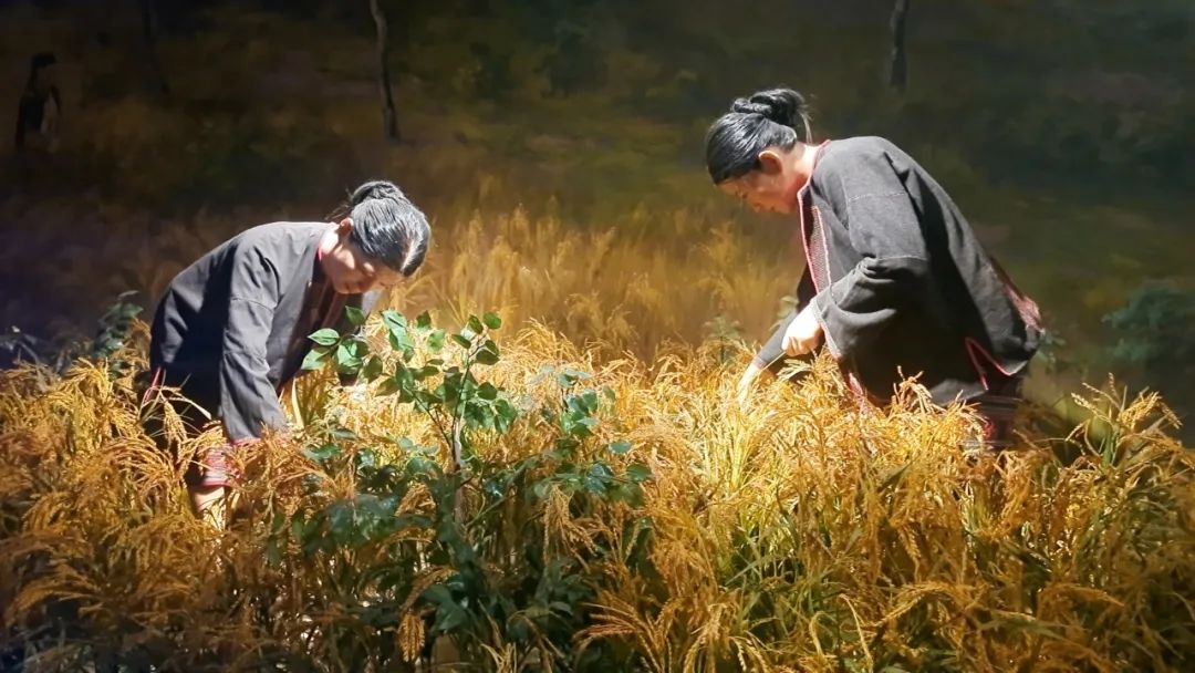 黎家丰收忙，金黄遍野稻谷香