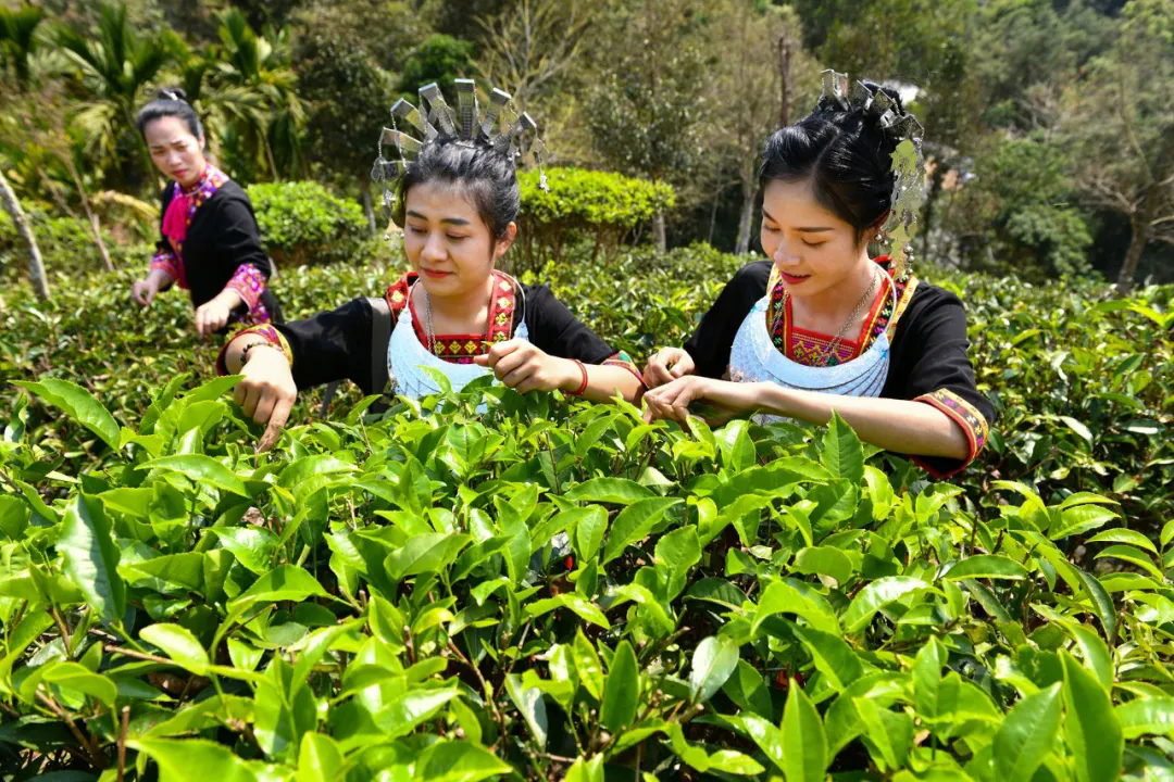 五指山： 已发现大叶茶野生茶树3600余棵