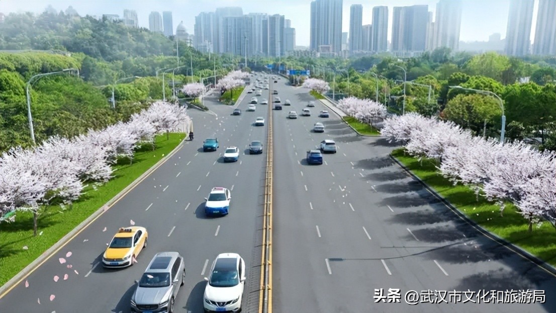超1700米！汉阳将新添一条樱花大道→