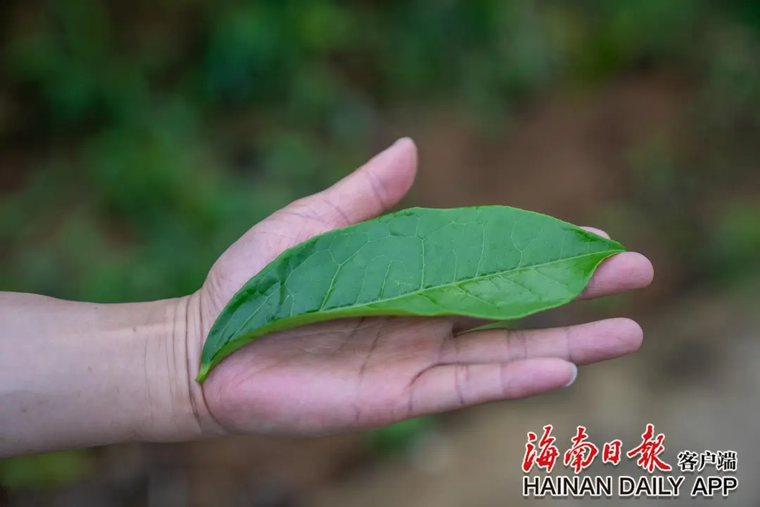 国际生物多样性日主题采访活动走进五指山茶园