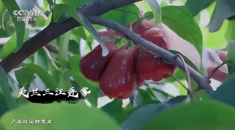 海口“美兰好品”亮相央视