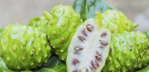 你听过诺丽果吗？下面介绍怎么种植它