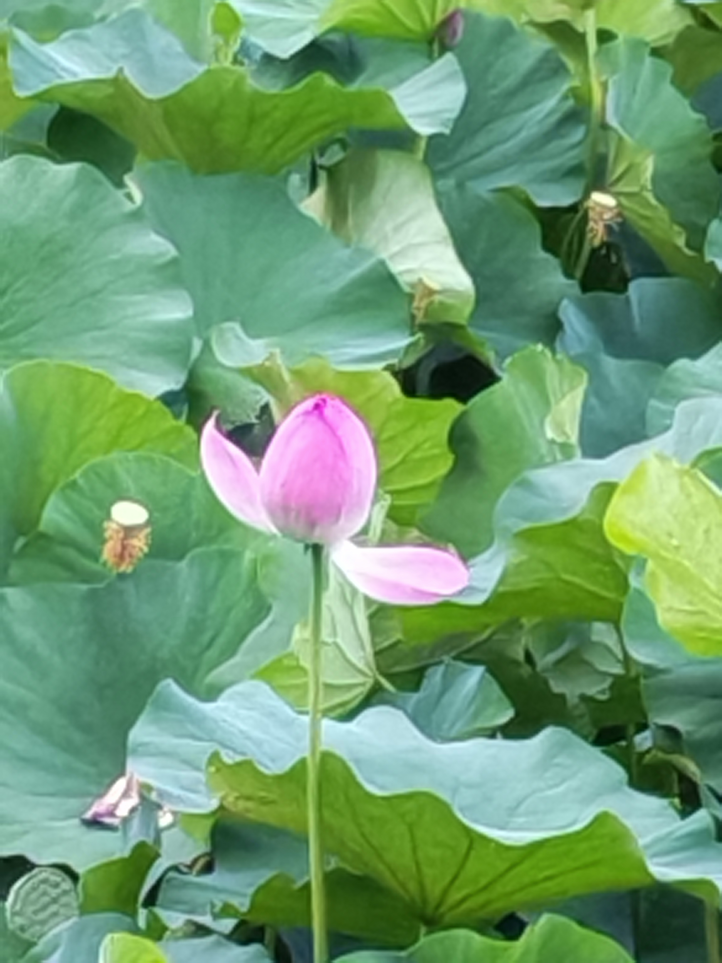 铜川王家河七月荷花正迷人【手机随拍周春辉】