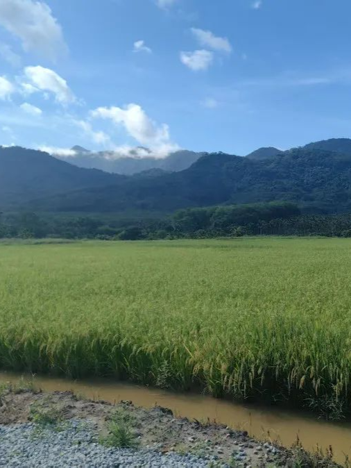 从撂荒地到“生态宝地” 琼中在绿水青山间谱写“稻鱼之歌”
