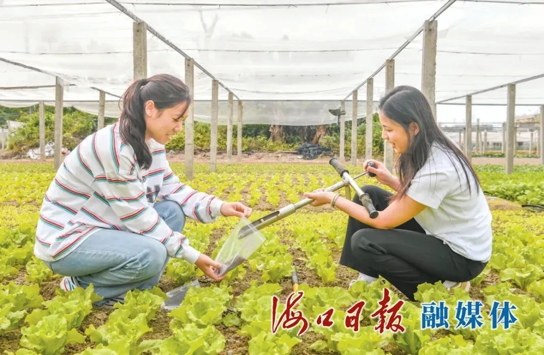 海口：科技小院赋能 乡村振兴增色