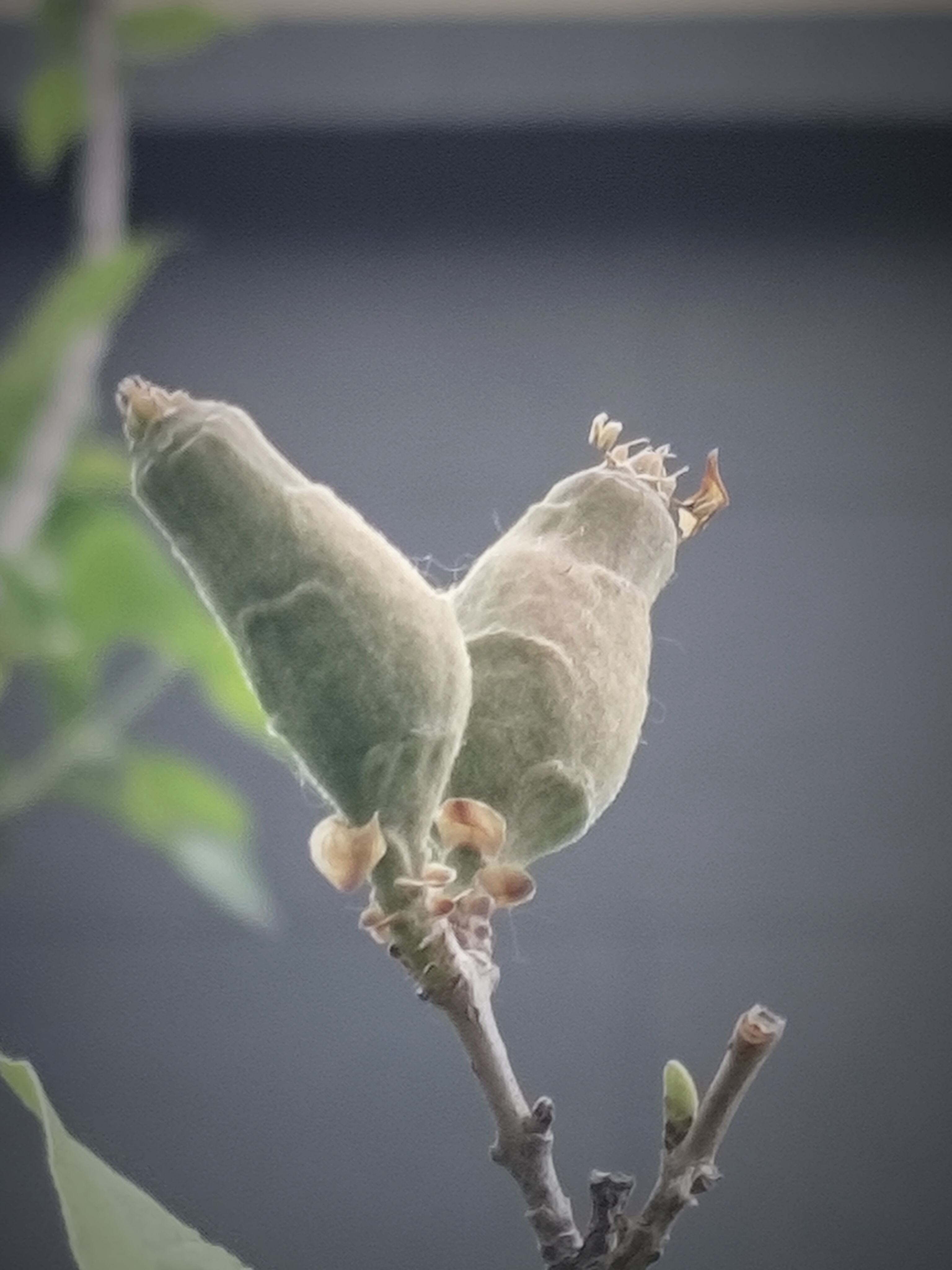 朱瑾花开【摄影吕卫东】