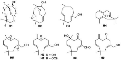 【连载】2024中国沉香产业发展报告第二章第二节 | 沉香的化学成分研究（8）