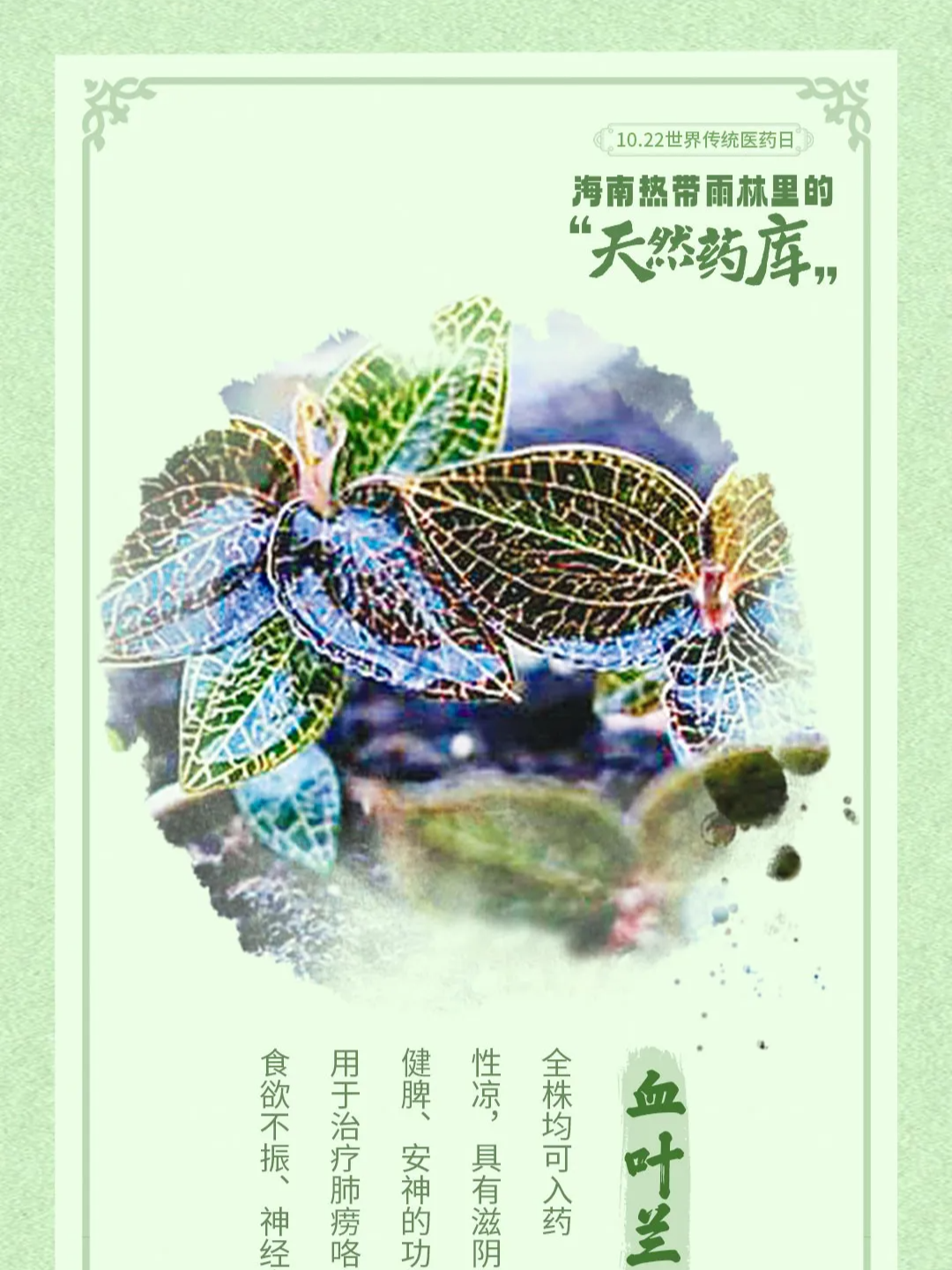 一组海报，探秘海南热带雨林“天然药库”