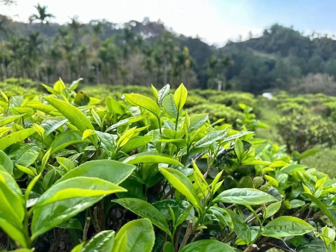 海南鲜品 | 用一盏春茶，与你相遇