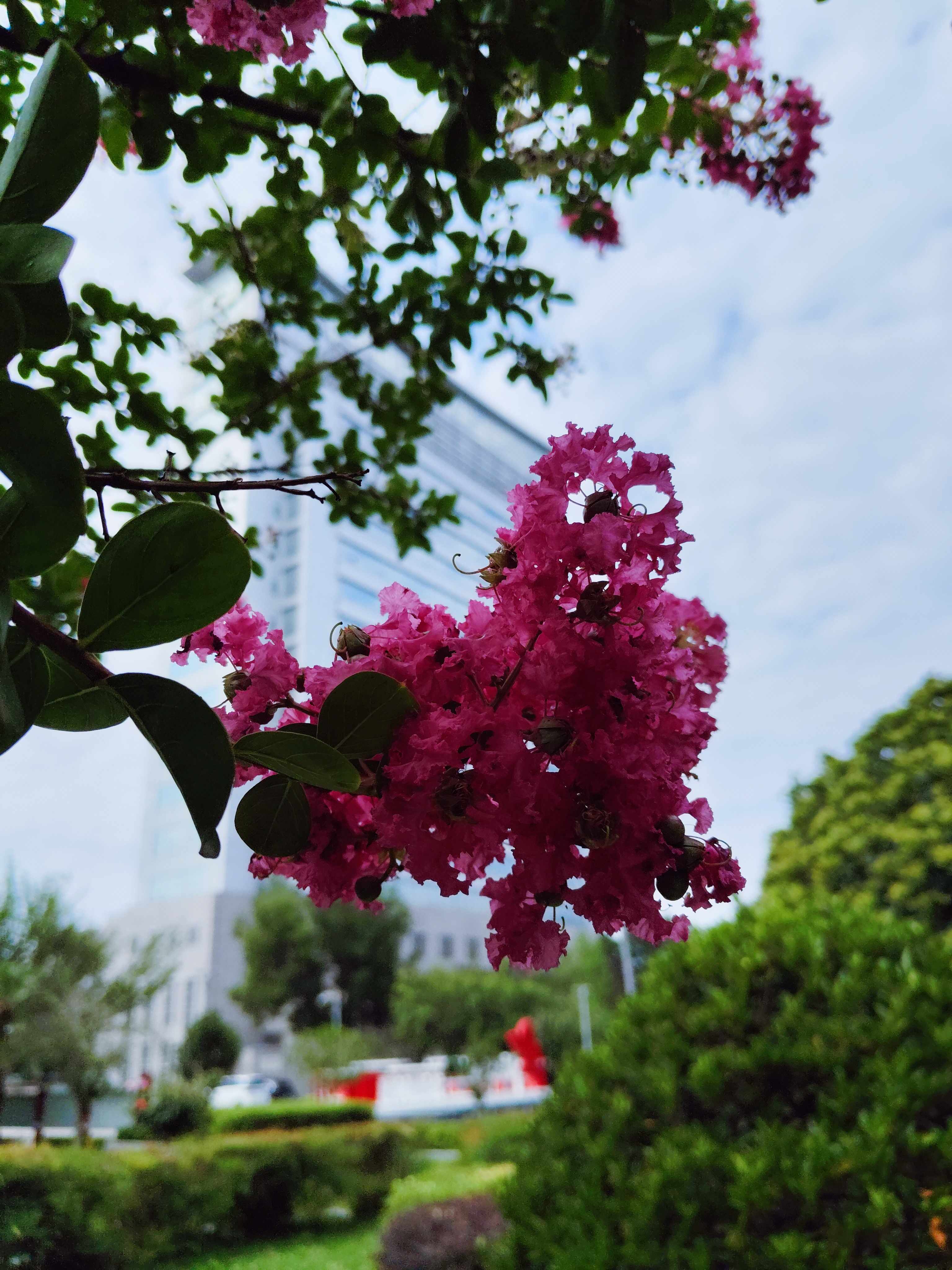 紫薇花开蝶飞舞【摄影吕卫东】