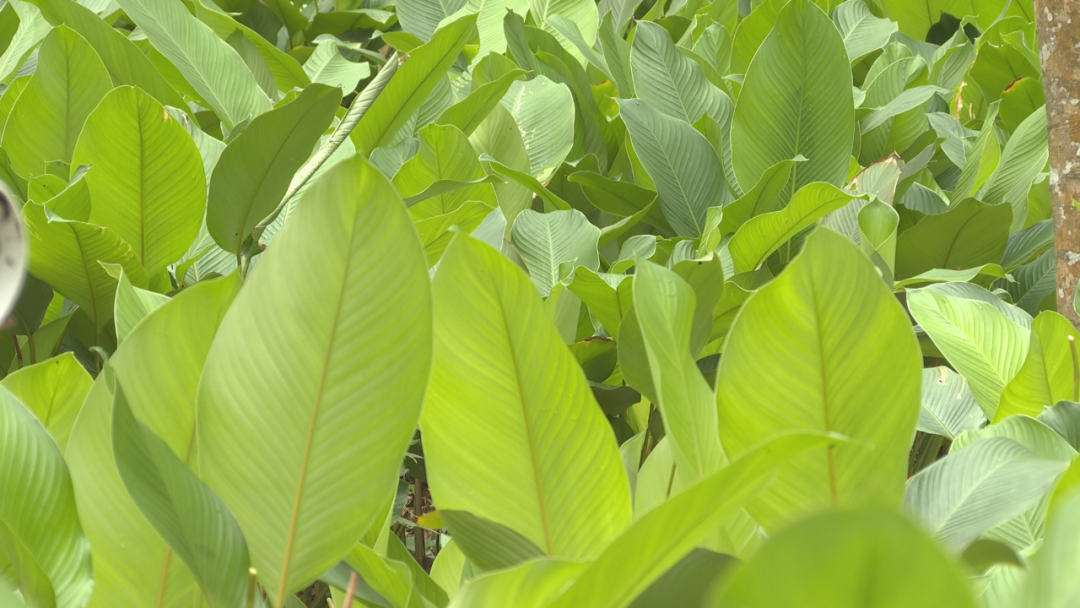 粽叶飘香 乌坡镇芽石铺村“点绿成金”