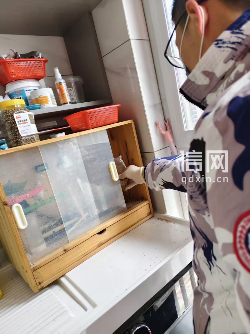 网购鹦鹉家人感染“鹦鹉热” 淘宝卖活禽传播疫病谁担责？