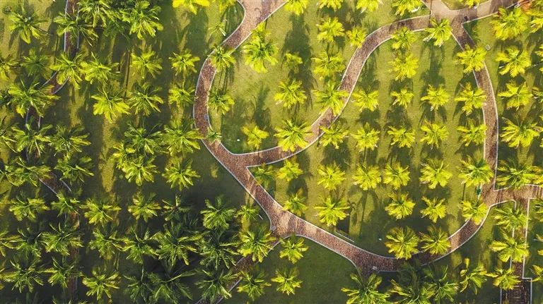 海南椰子制品入选全国首批名单！一起探秘文昌椰子→