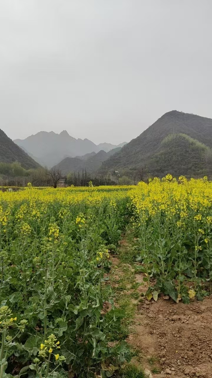 终南山下油菜花