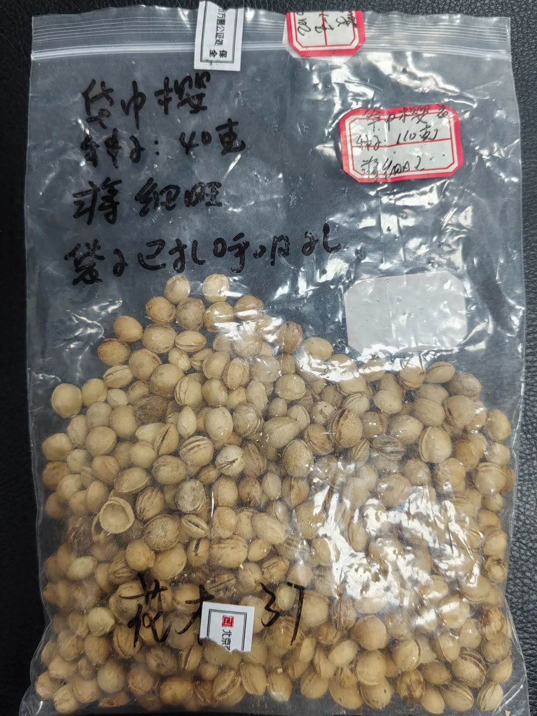 湖北樱花、野菊花从太空回武汉了