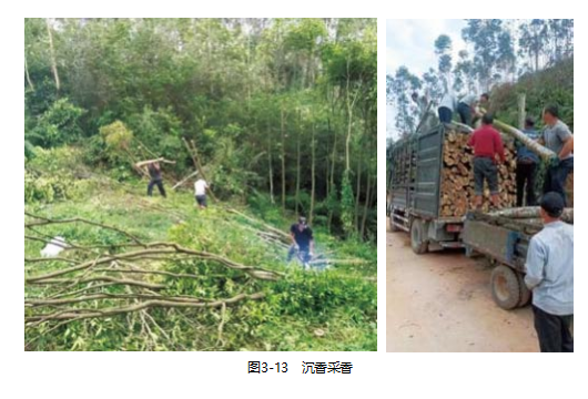 【连载】2024中国沉香产业发展报告第三章第三节 | 沉香的采收和加工（2）