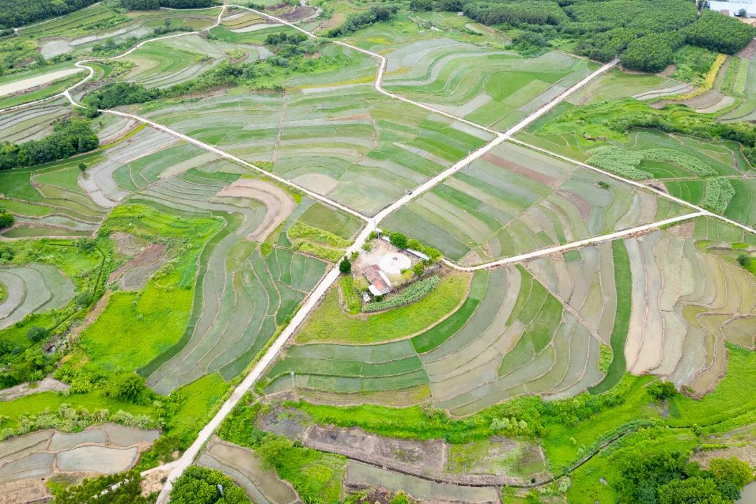 山城印象 | 白沙：晚稻种植忙 绿野孕希望