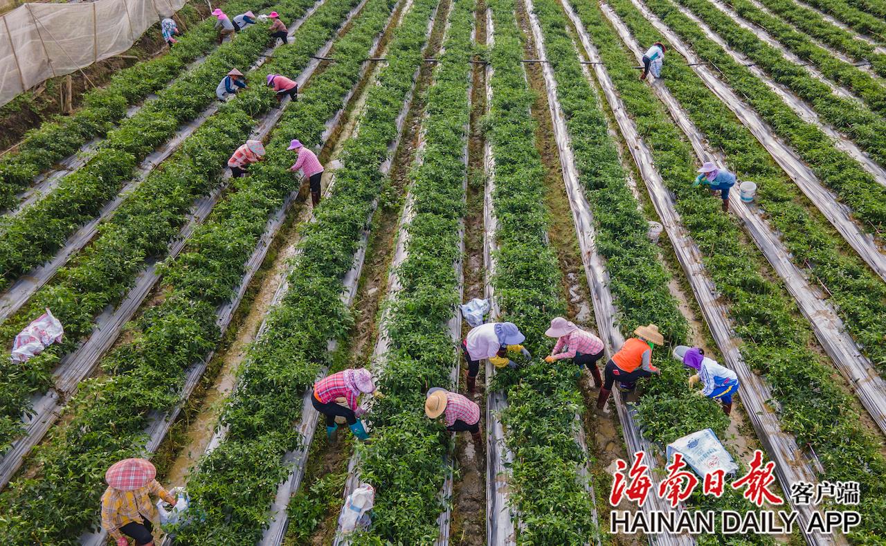 琼海：节后辣椒采收忙
