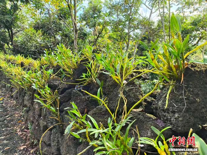 （乡村行·看振兴）石斛花开火山岩 施茶村里幸福来