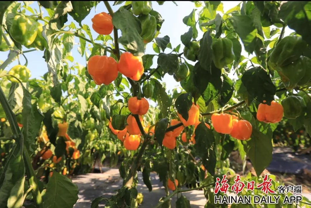 定安首批黄灯笼辣椒试种成功！辣椒酱加工厂将投产