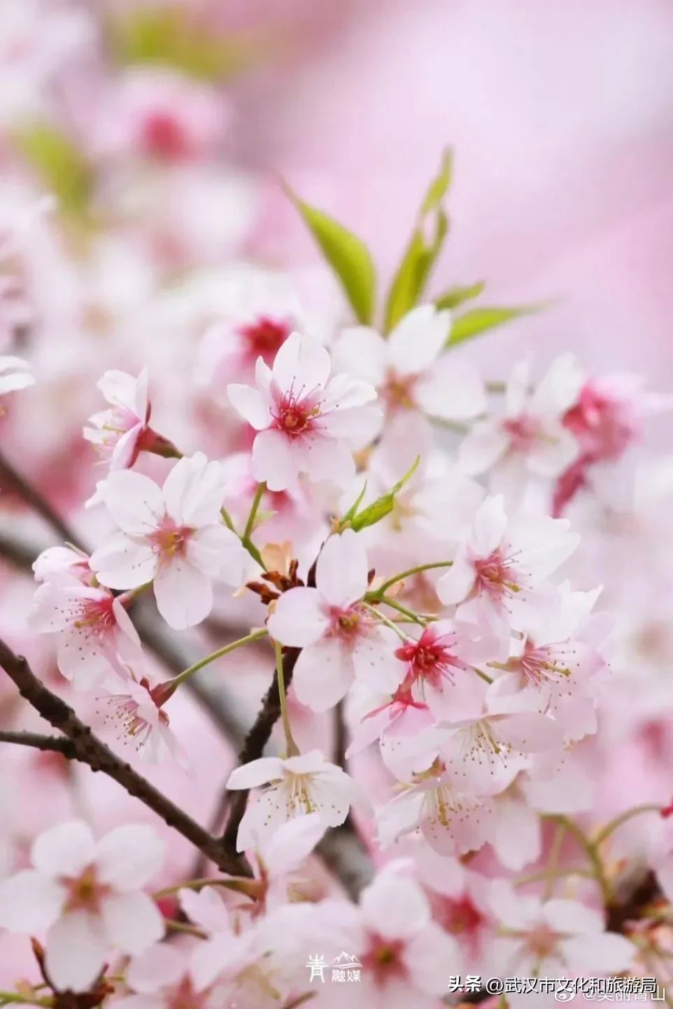 樱花烂漫，莫负春光