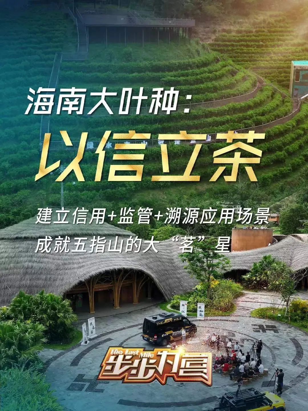 海南大叶种：以信立茶