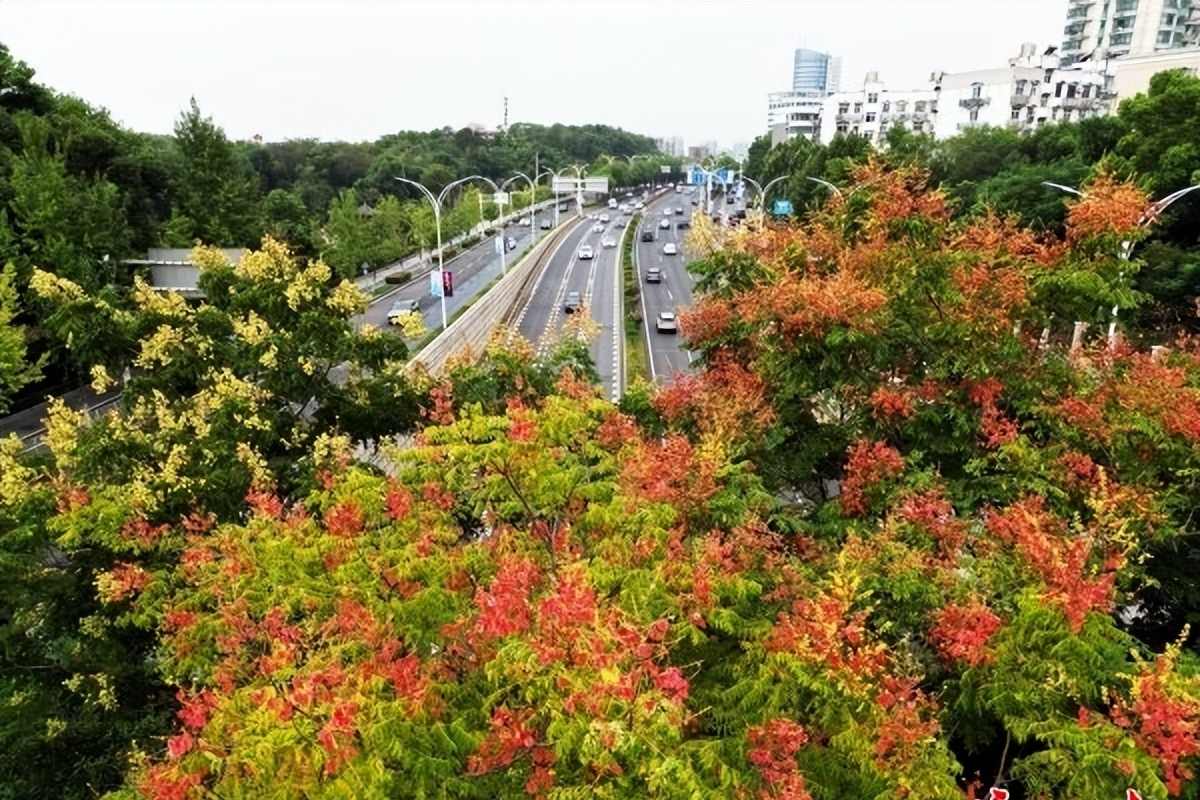 12万株行道树开花了，武汉百条栾树景观路绽放“精彩”