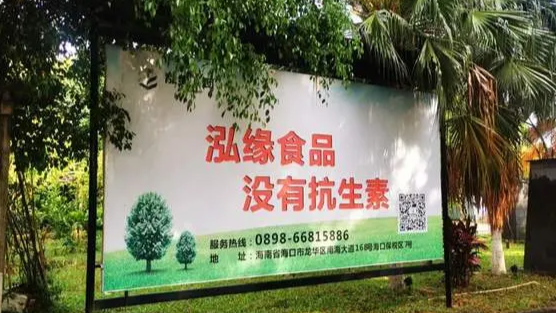 CCTV7《在线理财》喝酸奶长大的猪