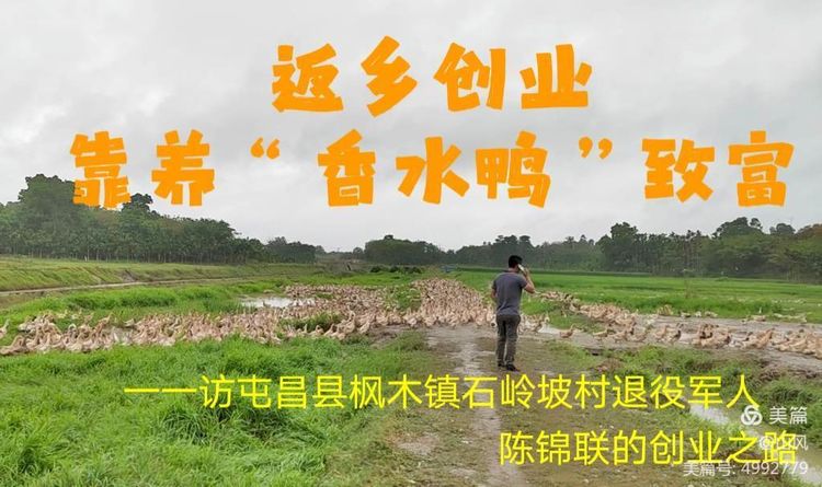 【屯昌退役军人创业】返乡创业，靠养“香草鸭”致富一一访屯昌县枫木镇石岭坡村退役军人陈锦联的创业之路