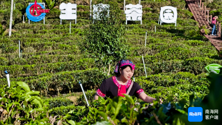 五指山茶人清明前“抢鲜”制香茗