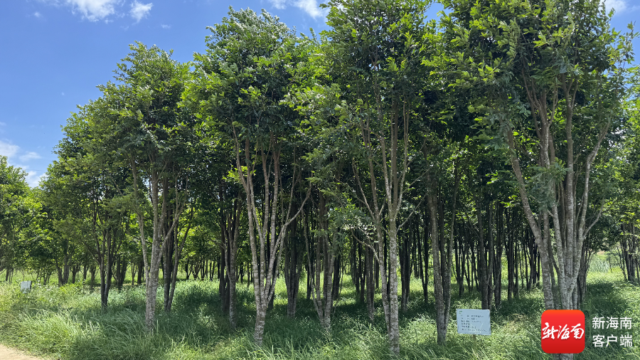 【连载】2024中国沉香产业发展报告第三章第二节 | 沉香结香（3）