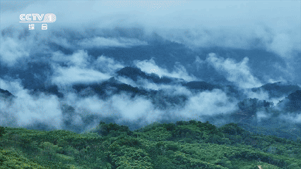 神奇的山兰稻，如何能在山坡旱地茁壮生长？