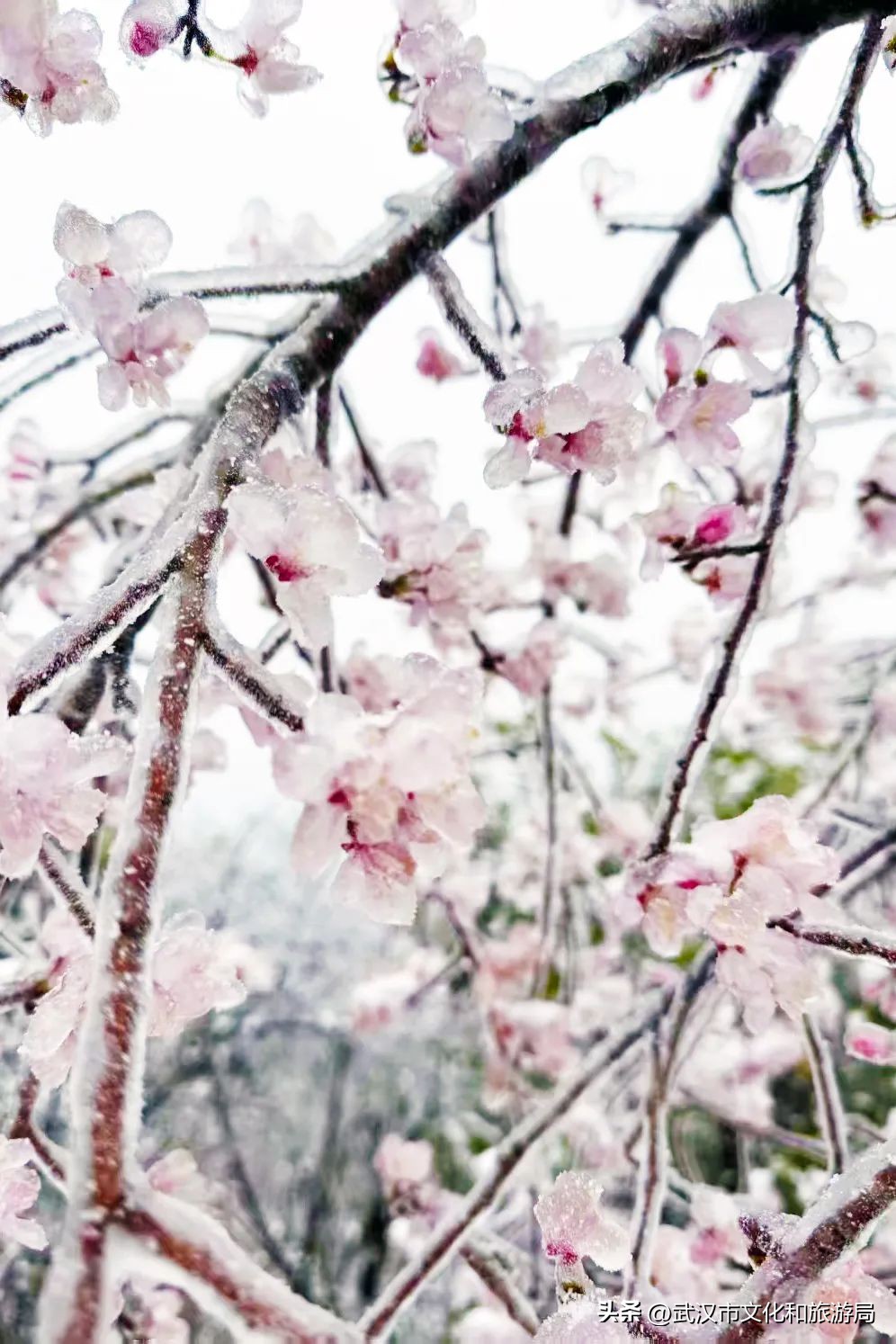 3月飞雪至，黄陂清凉寨秒变冰雪童话